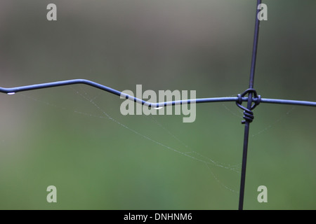 Spider web and morning dew on the fence wire, June 23, 2013 Stock Photo