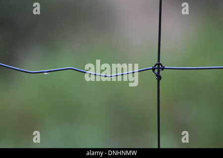 Spider web and morning dew on the fence wire, June 23, 2013 Stock Photo