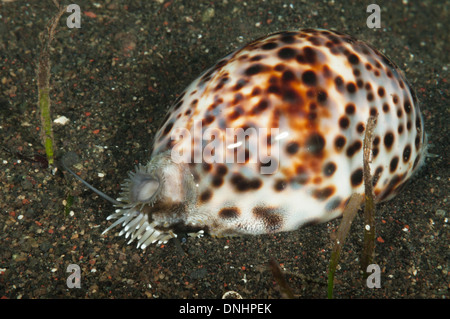 Tiger cowrie Stock Photo