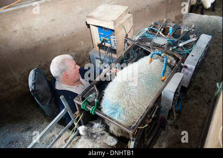 Scanning sheep during early stage pregnancy to see how many lambs they are carrying. UK Stock Photo