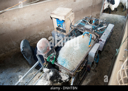 Scanning sheep during early stage pregnancy to see how many lambs they are carrying. UK Stock Photo