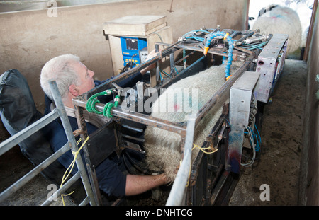 Scanning sheep during early stage pregnancy to see how many lambs they are carrying. UK Stock Photo