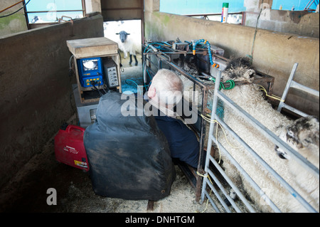 Scanning sheep during early stage pregnancy to see how many lambs they are carrying. UK Stock Photo