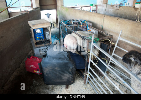 Scanning sheep during early stage pregnancy to see how many lambs they are carrying. UK Stock Photo