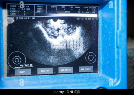 Scanning sheep during early stage pregnancy to see how many lambs they are carrying. UK Stock Photo