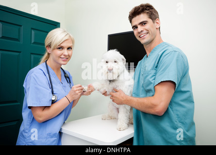 Veterinarian Doctors With A Dog At Clinic Stock Photo