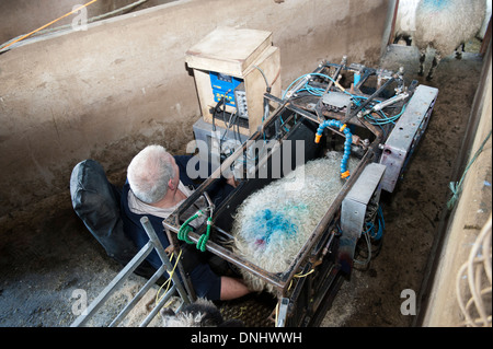 Scanning sheep during early stage pregnancy to see how many lambs they are carrying. UK Stock Photo