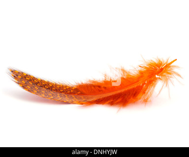 an orange feather on a white background Stock Photo