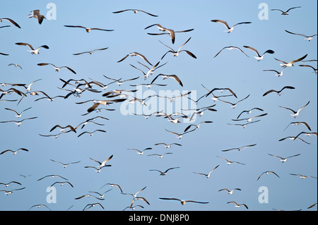 Seagulls in flight. Stock Photo