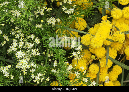 Beautiful branch of mimosa and small white flowers closeup background Stock Photo
