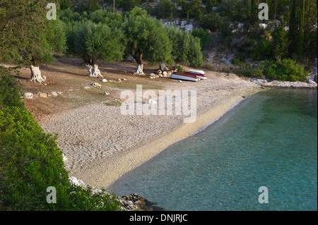 Olive Trees on Foki Beach near Fiscardo, Kefalonia, Greece Stock Photo