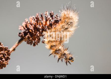 The Ruby Tiger Caterpillar ( Phragmatobia fuliginosa) Stock Photo