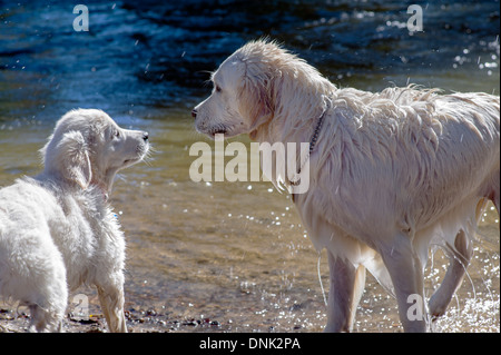 Adult platinum colored Golden Retriever dog & puppy playing in the Arkansas River, Salida, Colorado, USA Stock Photo