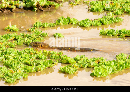 Monitor lizard swimming in the Masai Mara Stock Photo