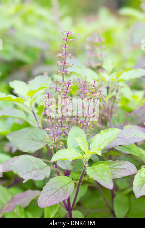 Holy basil Thulsi medicinal plant in kerala Stock Photo Alamy