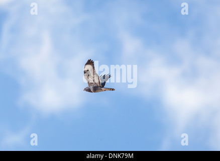 Rough legged Buzzard flying in the sky Stock Photo
