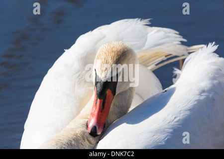 Close up of a mute swan in the lake Stock Photo