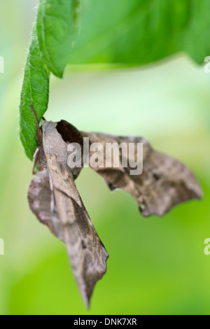 Eyed Hawk-moth, Smerinthus ocellata Stock Photo