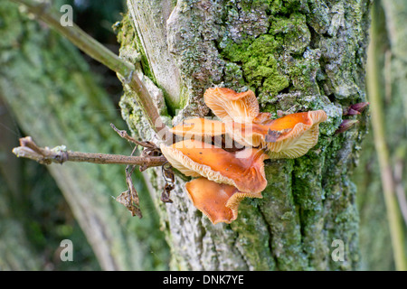 Orange bracket fungus on an old elder tree trunk Stock Photo