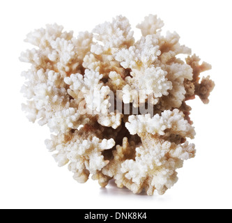 beautiful gray coral, isolated on white background Stock Photo