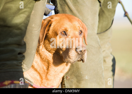 A Golden Labrador Retriever among the guns on a pheasant shoot in England Stock Photo