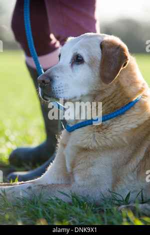 A Yellow Labrador Retriever with its owner on a pheasant shoot in England Stock Photo