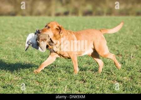 A Golden Labrador Retriever retrieving a duck on a shoot in England Stock Photo