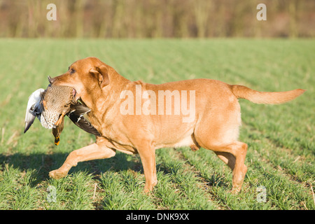 A Golden Labrador Retriever retrieving a duck on a shoot in England Stock Photo