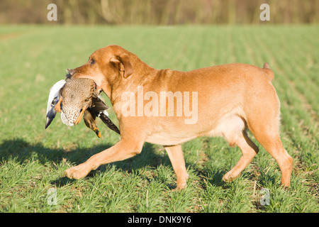 A Golden Labrador Retriever retrieving a duck on a shoot in England Stock Photo