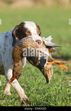 A liver and white English Springer Spaniel retrieving a duck on a shoot in England Stock Photo