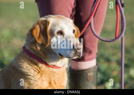 A Golden Labrador Retriever with its owner on a pheasant shoot in England Stock Photo