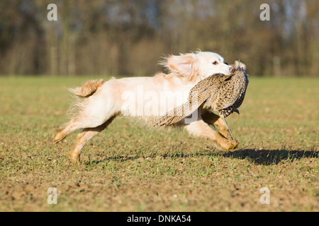 A Cocker Spaniel retrieving a shot pheasant on a pheasant shoot in England Stock Photo