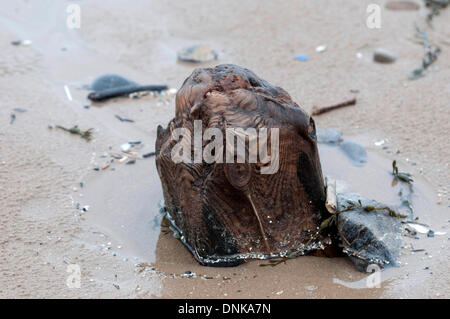 Langland Bay - Swansea - UK - 1st January 2014 : Old tree stump on the beach is exposed by the heavy rain at Langland Bay near Swansea on New Years day. Credit:  Phil Rees/Alamy Live News Stock Photo
