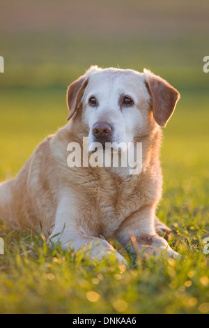 An old Yellow Labrador Retriever laying down in a field on a pheasant shoot in England Stock Photo