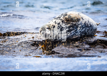 Young Grey Seal (Halichoerus grypus) near the Farne Islands Stock Photo