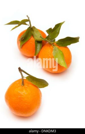 Clementine's isolated on a white studio background. Stock Photo