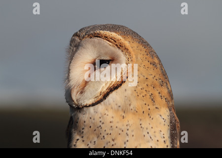 African Barn Owl Tyto alba affinis (captive)