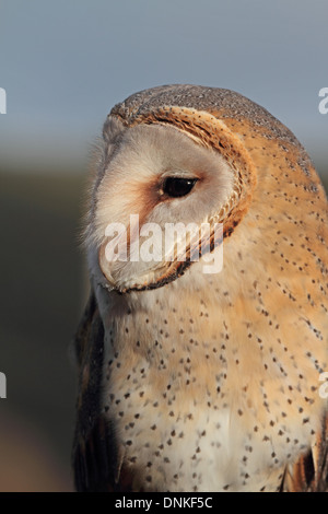African Barn Owl Tyto alba affinis (captive)