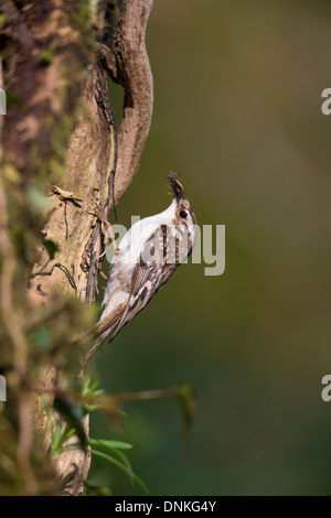 Certhia familiaris - Tree creeper climbing tree carrying insects for it's young,, UK Stock Photo