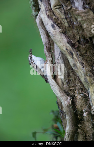 Certhia familiaris - Tree creeper climbing tree carrying insects for it's young, UK Stock Photo