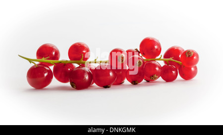 The redcurrant, Ribes rubrum,  a berry of the genus Ribes,  in the gooseberry family Grossulariaceae, native to Western Stock Photo