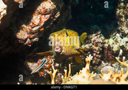 Yellow boxfish or Cube trunkfish (Ostracion cubicus), female. Egypt, Red Sea Stock Photo