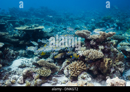 Coral reef with a small school of Yellowspot emperors (Gnathodentex aurolineatus). Maldives. Stock Photo