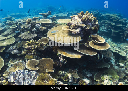 Table coral (Acropora sp.) formations on shallow reef top. Maldives.