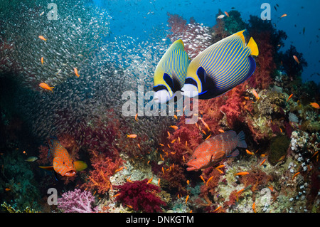 Coral reef scenery with Emperor angelfish Stock Photo