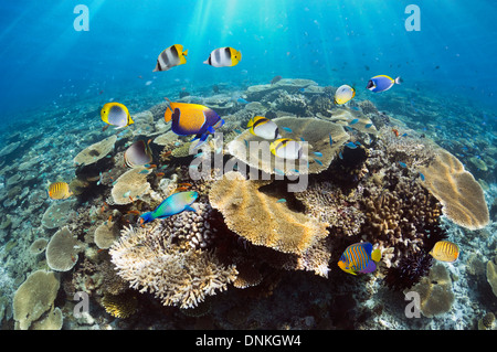 Coral reef with table corals (Acropora sp.) and tropical reef fish. Maldives.