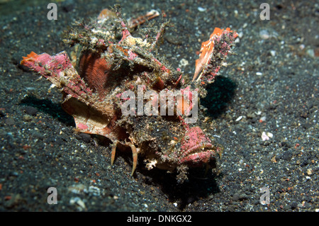 Spiny Devilfish - Inimicus didactylus.  It has long and sharp venomous dorsal fin spines that can inflict very painful stabs Stock Photo