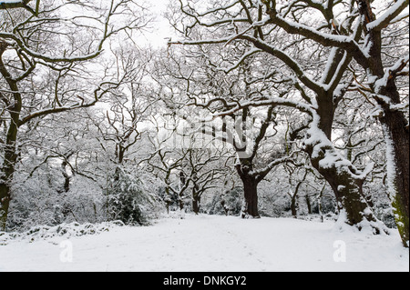 Oak tree (Quercus robur) with snow. Epping Forest, London, UK. Stock Photo