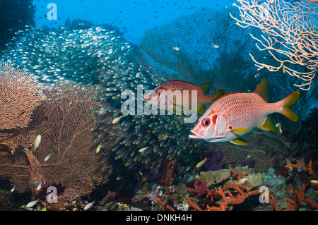 Coral reef scenery with Sabre squirrelfish (Sargocentron spiniferum) swimming past gorgonians,  with a school of Pygmy sweepers Stock Photo