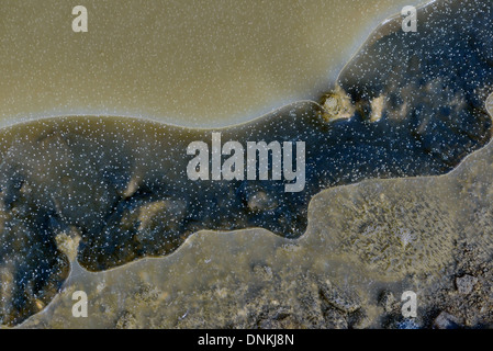 details of an icy puddle Stock Photo